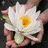 Flowers icon graphics