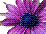 Flowers icon graphics