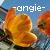 Flowers icon graphics