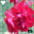 Flowers icon graphics