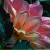 Flowers icon graphics