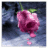 Flowers icon graphics
