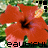 Flowers icon graphics