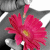 Flowers icon graphics