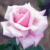 Flowers icon graphics