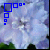 Flowers icon graphics