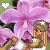 Flowers icon graphics