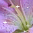 Flowers icon graphics