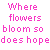 Flowers icon graphics