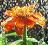 Flowers icon graphics