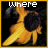 Flowers icon graphics