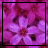 Flowers icon graphics