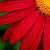 Flowers icon graphics