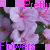 Flowers icon graphics