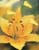 Flowers icon graphics