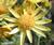 Flowers icon graphics