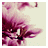 Flowers icon graphics