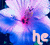 Flowers icon graphics