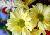 Flowers icon graphics