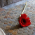 Flowers icon graphics