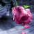 Flowers icon graphics