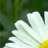 Flowers icon graphics