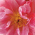 Flowers icon graphics