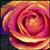 Flowers icon graphics
