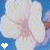 Flowers icon graphics