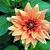 Flowers icon graphics