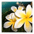 Flowers icon graphics