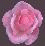 Flowers icon graphics