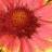 Flowers icon graphics