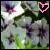 Flowers icon graphics