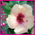 Flowers icon graphics