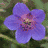 Flowers icon graphics