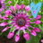 Flowers icon graphics
