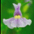 Flowers icon graphics