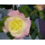 Flowers icon graphics