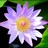 Flowers icon graphics