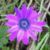 Flowers icon graphics
