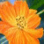 Flowers icon graphics