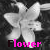 Flowers icon graphics