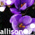 Flowers icon graphics