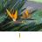 Flowers icon graphics