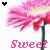 Flowers icon graphics
