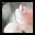 Flowers icon graphics