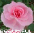 Flowers icon graphics