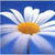 Flowers icon graphics