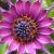 Flowers icon graphics